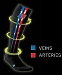 arteries and veins blood flow